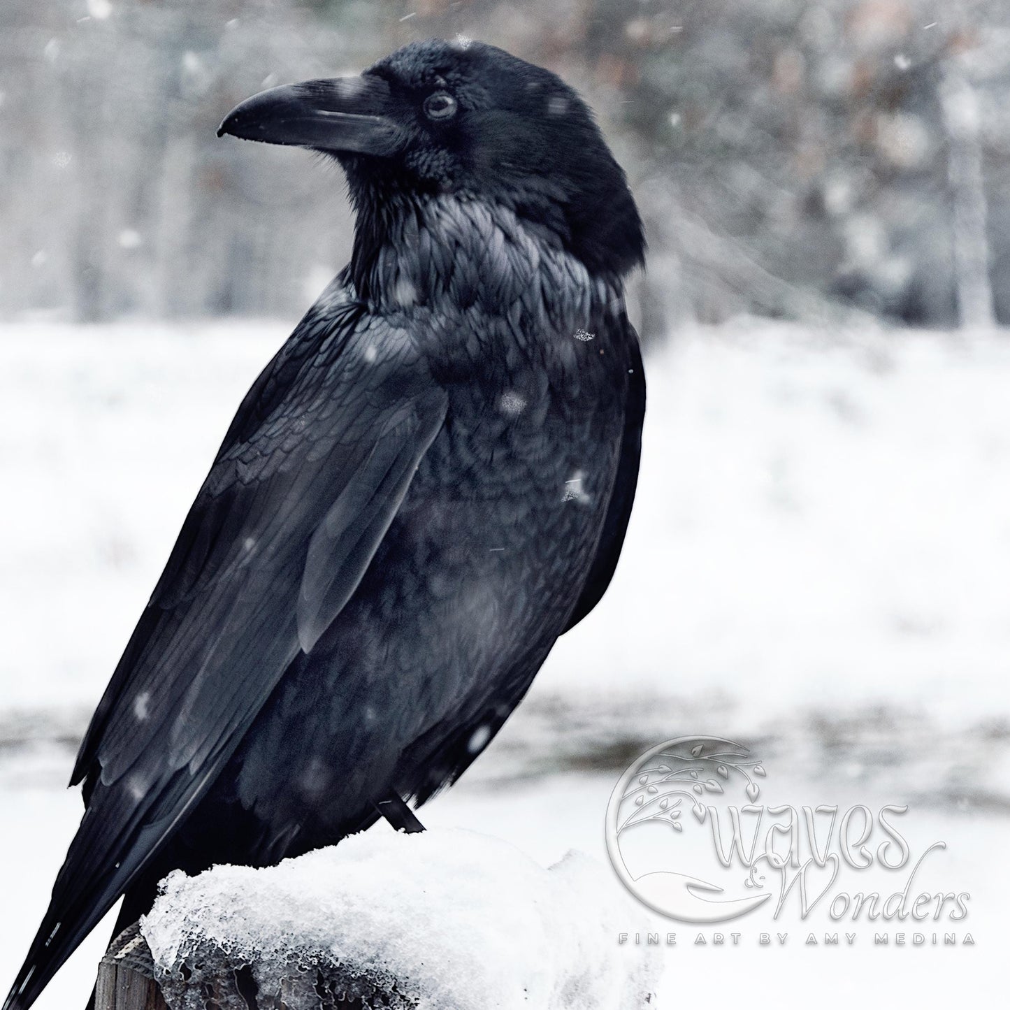 a black bird sitting on top of snow covered ground