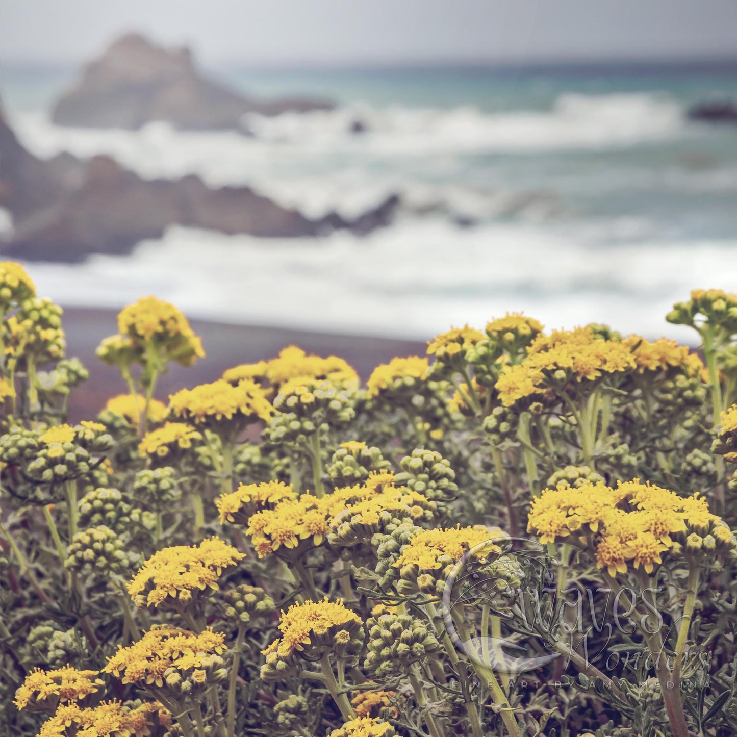 a field of yellow flowers next to the ocean